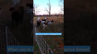 Adaptive Grazing for maximum animal and soul health [upl. by Sergei]