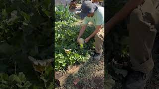 Antelopes not cantaloupes beekeeping garden harvest [upl. by Eva]