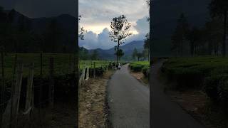 Kerala wayand  Meppadi tea estate evening view [upl. by Okubo]