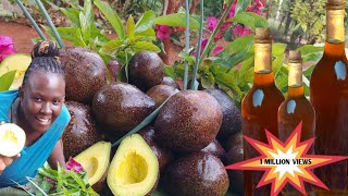 HOW TO MAKE AVOCADO OIL AT HOME HOMEMADE AVOCADO OIL FROM SCRATCH avocado oil Village life ug [upl. by Odraode211]