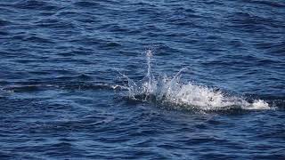 Atlantic Bluefin Tuna Thunnus thynnus south Devon 27 October 2024 [upl. by Iah20]