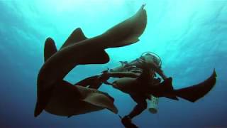 Belize Dive 4K 2017 [upl. by Derayne]