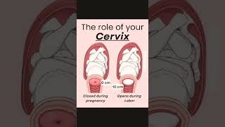 The role of cervix cervixreels biology medicalnursing [upl. by Enilrad]