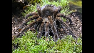 A Subscriber spider gift The Pamphobeteus spmachala [upl. by Atnamas539]