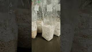 Crazy Results Brown Rice for Mushroom Grain Spawn [upl. by Avra120]