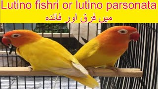 Lutino personata red eye or lutino fishri red eye may farak or dono ki price kya ha [upl. by Curkell]