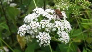 Ground Elder Aegopodium Podagraria  20120616 [upl. by Assilen]