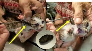 Cat Rescue  Botfly Larva Removed From Cats 2 [upl. by Jerrilee849]