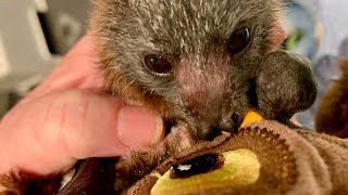 Rescuing a flyingfox pup in a kindergarten this is Fuzzy Navel [upl. by Nohsram]