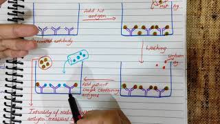 Radioimmunoassay Explained  RIA  Principle  Diagram  Flowchart medicology [upl. by Chrissy]