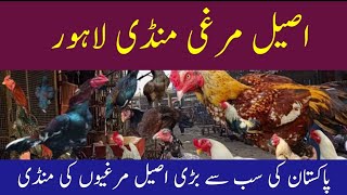 Aseel murghi market Lahore [upl. by Irbmac]