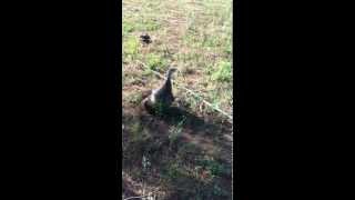 Rio Grande Turkey Hen Attacks Javalina to Defend Her Chicks [upl. by Julienne458]