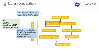 RNA Seq Principle and Workflow of RNA Sequencing [upl. by Heriberto]