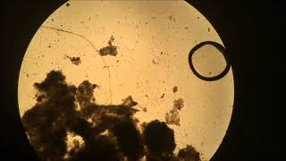 Marine Biology Lecture 13 Plankton Bio 20 MtSAC [upl. by Odlavu273]