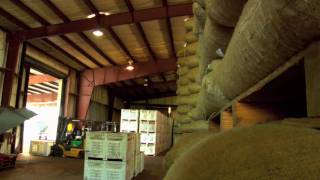 Saw Palmetto Documentary Part 3  GrowingHarvestingDryingPowdering [upl. by Maybelle]