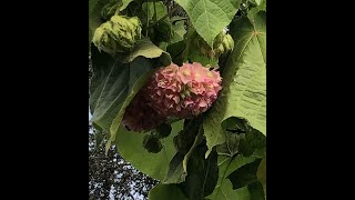 How do I prune my Pink Ball Tree Dombeya Wallichi [upl. by Lurline708]