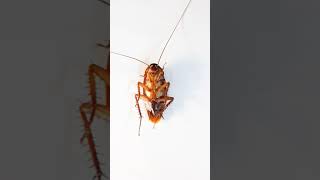 The Wasp That Makes Zombies Emerald Wasp EggLaying Explained [upl. by Osicran]