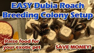 Dubia Roach Colony Setup  Bearded Dragon Diet On The Cheap [upl. by Neelik]