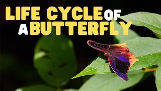 Life Cycle of a butterfly  Butterflies for Kids  Learn the 4 stages of the butterfly life cycle [upl. by Melly]