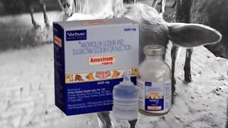 Amoxirium Forte  use full vet medicine  all bacterial infection  mastitis  3g amp 45g [upl. by Silyhp]