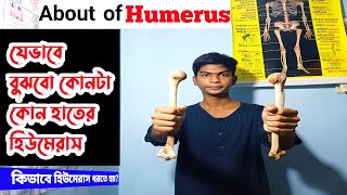 Humerus  কিভাবে বুঝবো কোনটা কোন হাতের হিউমেরাস  কিভাবে হিউমেরাস ধরতে হয়  হিউমেরাস  Long Bones [upl. by Ecydnarb]