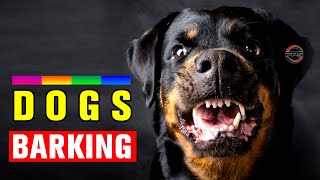 Dogs Barking to Make your Dog Bark [upl. by Anaugal]