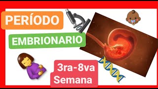 ✅ PERÍODO EMBRIONARIO  de la TERCERA a la OCTAVA SEMANA 📚 ORGANOGÉNESIS  EMBRIOLOGÍA HUMANA 2021 [upl. by Eelibuj]