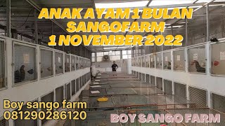 ANAK AYAM 1 BULAN SANGO FARM NOVEMBER 2022 [upl. by Cyndy]