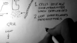 Photoreceptors Vision 1 of 5 [upl. by Ainadi]