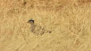 Vanellus coronatus  avefría coronada  crowned lapwing [upl. by Wolfe]