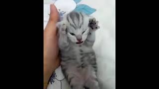 Dramatic Kitten Meme Template  Screaming Cat Meme [upl. by Eidnarb]