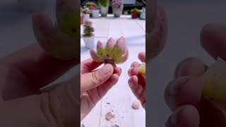 Technique repotting succulent plant shortvideohouseplants nature cactus indoorplants plants [upl. by Jasmin]