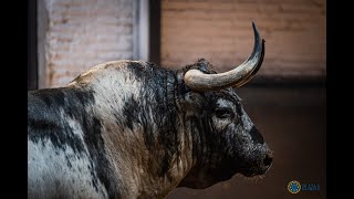 Desembarque  Toros Corrida concurso de ganaderías [upl. by Eilahs]