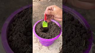 Grafting method of artificial propagation using a chilli and an aloe vera 🌶️ [upl. by Girardo]