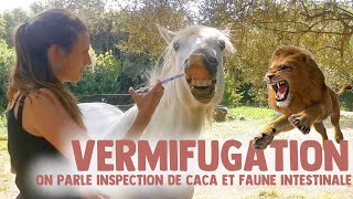 INSPECTION DE CACA ET FAUNE INTESTINALE — ON PARLE VERMIFUGE [upl. by Ettigdirb613]