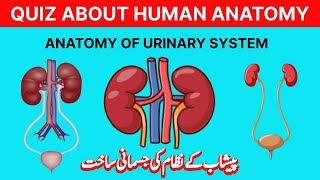 anatomy of urinary system  peshab kay nizam ki jismani sakht  मूत्र प्रणाली की शारीरिक रचना [upl. by Tish384]