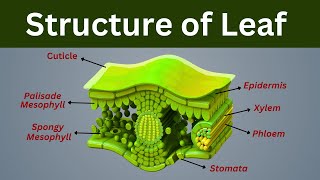 Internal structure of Leaf Leaf structure Biology [upl. by Ariadne]