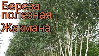 Береза полезная Жакмана betula utilis zhakmana 🌿 обзор как сажать крупномеры березы Жакмана [upl. by Elinad532]