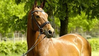 Trakehner dressage Horse for Sale  Royal Flush by Stallion Adamello [upl. by Ettena106]