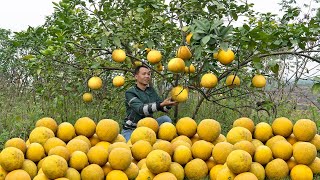 Harvesting Grapefruit Goes To Market Sell  Take care of the garden and grow vegetables [upl. by Metah]