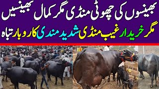 Today Gojra Maweshi Mandi  Buffalo Fresh Rates Update  Buffalo Mandi 2024 [upl. by Ettennahs]