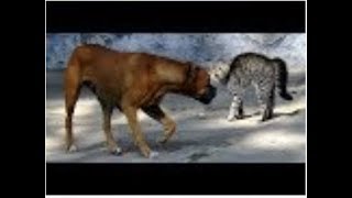 Video divertente cani vs gatti compilation Part 1 [upl. by Inglis]