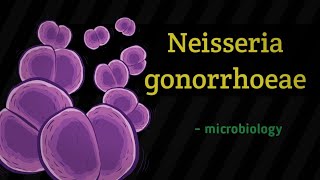 Neisseria gonorrhoeae  microbiology lecture in hindi [upl. by Tnomal660]