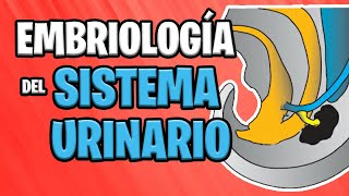 ✅ EMBRIOLOGÍA del SISTEMA URINARIO 💦🚽  Sistema UROGENITAL [upl. by Eronaele]