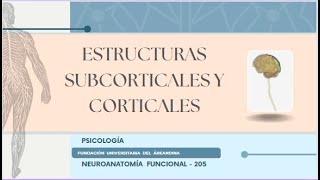 ESTRUCTURAS SUBCORTICALES Y CORTICALES [upl. by Ssur]