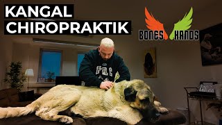 XXL Kangal behandeln Bones Hands Animals Chiropraktik [upl. by Neneek382]