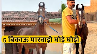 2 marwari mare  2 marwari colt and 1 Marwari filly for sale in low budget [upl. by Delia436]