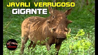 EL JABALI VERRUGOSO GIGANTE [upl. by Yenahs147]