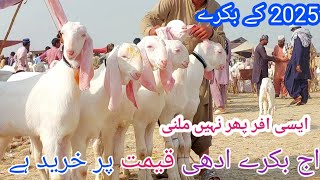 قربانی 2025 کے بکرے شاہزیب گوٹ فارم پر ادھی قیمت پر خریدیں Goat Farming in Pakistan 03314739700 [upl. by Enialem61]