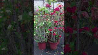 Euphorbia Milii Plant Arrangement  Care amp Tips [upl. by Bove]